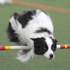 Pick Your Path - Agility Training